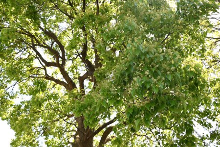 Kampferbaum (Cinnamonum camphora) blüht. Lauraceae immergrüner Baum. Sie bildet im Frühsommer Rispen und bringt kleine blassgelbe Blüten hervor..