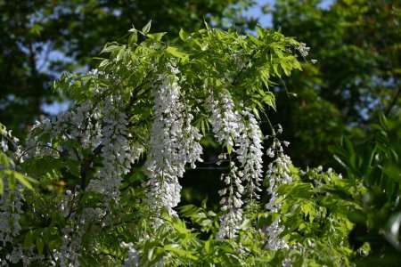 Weiße Glyzinien blühen. Fabaceae Laubgehölz. Blütezeit ist von April bis Mai.