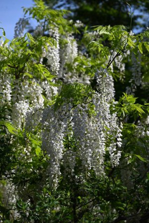 Flores de glicina blanca. Fabaceae vid caduca. El período de floración es de abril a mayo.