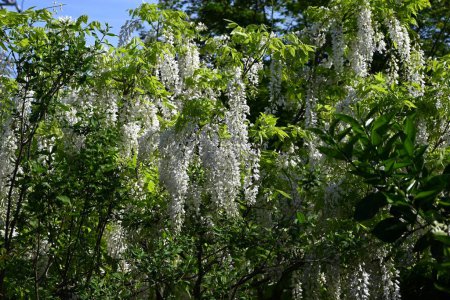White wisteria flowers. Fabaceae deciduous vine. Flowering period is from April to May.