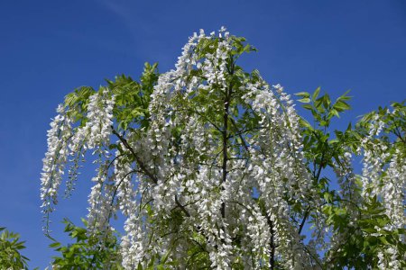 White wisteria flowers. Fabaceae deciduous vine. Flowering period is from April to May.