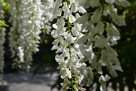 Flores de glicina blanca. Fabaceae vid caduca. El período de floración es de abril a mayo.