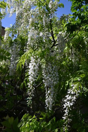 Weiße Glyzinien blühen. Fabaceae Laubgehölz. Blütezeit ist von April bis Mai.