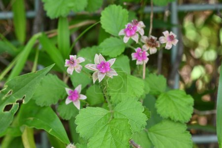 Himbeerblüten (Rubus parvifolius). Rosaceae Laubbaum. Blüht blasse rot-violette Blüten im Frühsommer.