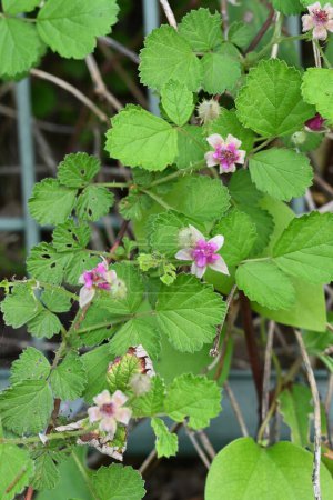 Himbeerblüten (Rubus parvifolius). Rosaceae Laubbaum. Blüht blasse rot-violette Blüten im Frühsommer.