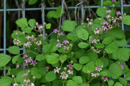 Fleurs indigènes de framboises (Rubus parvifolius). Rosacées arbuste à feuilles caduques. Floraison de fleurs rouge-violet pâle au début de l'été.