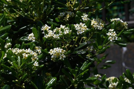 Pittosporum tobira ( Japanese cheesewood ) flowers. Pittosporaceae evergreen shrub. Dioecious seaside plant. It produces fragrant white flowers in early summer.
