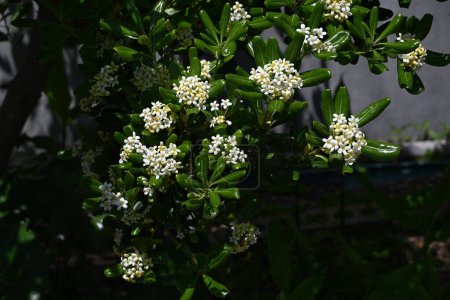 Pittosporum tobira (japanischer Käsebaum) blüht. Pittosporaceae immergrüner Strauch. Zweihäusige Pflanze am Meer. Es produziert duftende weiße Blüten im Frühsommer.