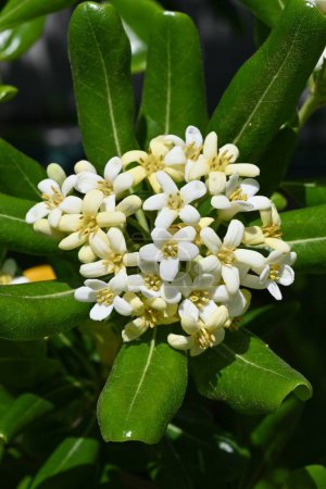 Pittosporum tobira (bois de fromage japonais) fleurs. Pittosporaceae arbuste à feuilles persistantes. Plante marine dioïque. Il produit des fleurs blanches parfumées au début de l'été.