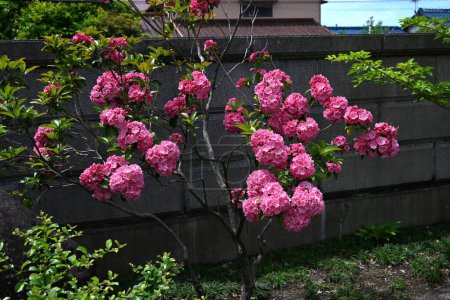 Kalmia latifolia flowers. Ericaceae evergreen shrub. Flowering period is from April to May.