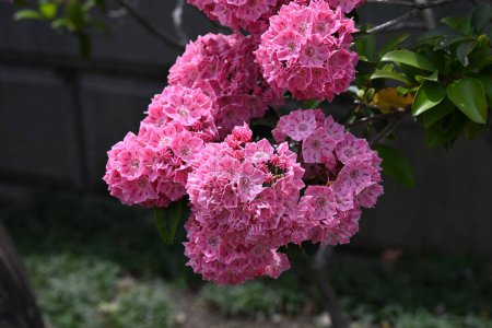 Photo for Kalmia latifolia flowers. Ericaceae evergreen shrub. Flowering period is from April to May. - Royalty Free Image