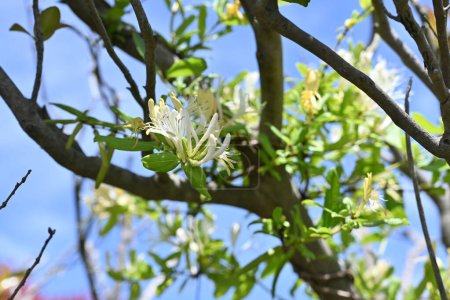 Japanische Geißblatt-Blumen. Caprifoliaceae immergrüner Weinstock. Weiße Blüten blühen im Frühsommer und werden dann gelb.