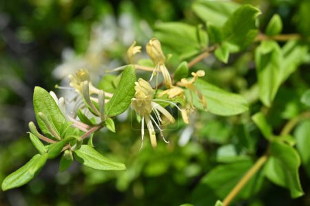 Japanische Geißblatt-Blumen. Caprifoliaceae immergrüner Weinstock. Weiße Blüten blühen im Frühsommer und werden dann gelb.