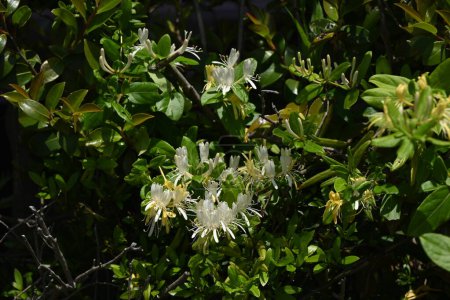 Japanese honeysuckle flowers. Caprifoliaceae evergreen vine.White flowers bloom in early summer and then turn yellow.