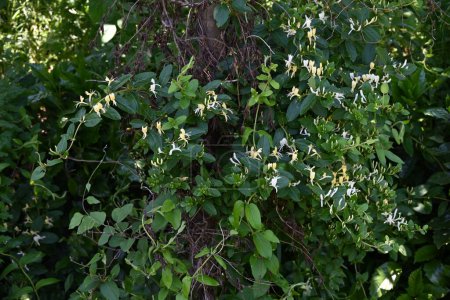 Téléchargez les photos : Fleurs japonaises de chèvrefeuille. Caprifoliaceae vin persistant.Fleurs blanches fleurissent au début de l'été, puis deviennent jaunes. - en image libre de droit