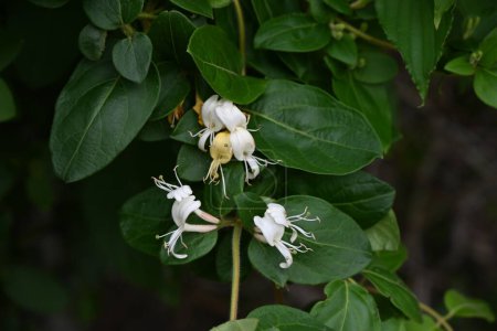 Téléchargez les photos : Fleurs japonaises de chèvrefeuille. Caprifoliaceae vin persistant.Fleurs blanches fleurissent au début de l'été, puis deviennent jaunes. - en image libre de droit