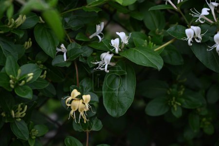 Flores japonesas de madreselva. Caprifoliaceae vid siempreverde. flores blancas florecen a principios de verano y luego se vuelven amarillas.