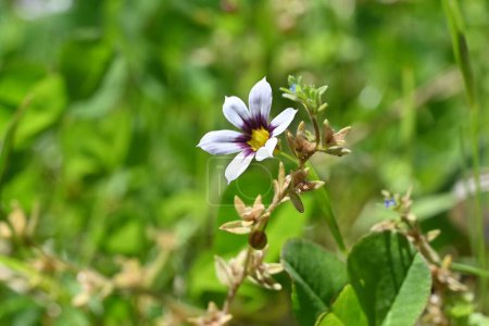 Einjährige Blauflügel (Sisyrinchium rosulatum) blüht. Iridaceae einjährige Pflanzen. Kleine weiße oder rötlich-violette Blüten blühen im Frühsommer am Straßenrand.