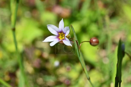 Annual blue eyed grass ( Sisyrinchium rosulatum ) flowers. Iridaceae annual plants. Small white or reddish-purple flowers bloom along roadsides in early summer.