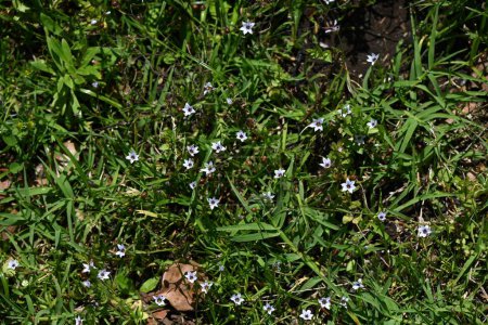 Einjährige Blauflügel (Sisyrinchium rosulatum) blüht. Iridaceae einjährige Pflanzen. Kleine weiße oder rötlich-violette Blüten blühen im Frühsommer am Straßenrand.