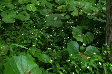Tradescantia fluminensis (Judío errante) flores. Commelinaceae perennial plants. Forma racimos en áreas sombreadas y florece flores blancas triangulares a principios de verano.
