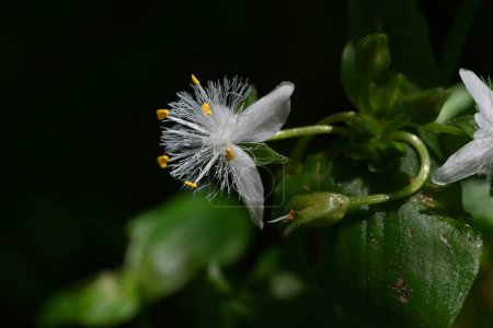Tradescantia fluminensis (Wanderjude) blüht. Commelinaceae mehrjährige Pflanzen. Bildet Trauben in schattigen Bereichen und blüht dreieckige weiße Blüten im Frühsommer.