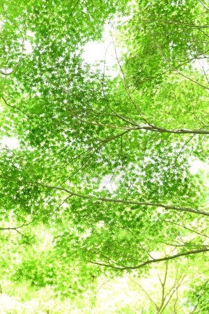  Frisches Grün von japanischem Ahorn. Frühsommer saisonales Hintergrundmaterial.
