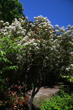  Photinia glabra (Japanische Photinia) blüht. Rosaceae immergrüner Baum. Kleine weiße fünfblättrige Blüten blühen im Frühsommer in Zypressen.