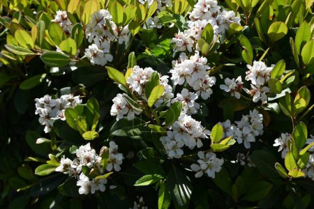  Rhaphiolepis indica (Japanese hawthorn) flowers.Rosaceae evergreen shrub.Grows near the coast and blooms white flowers in early summer.