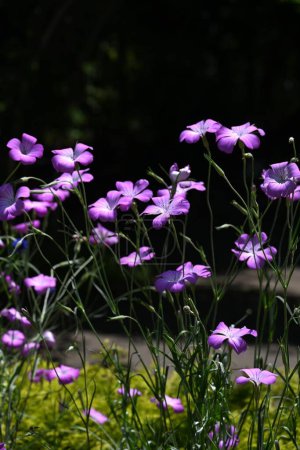 Agrostemma githago (Herzmuschel) blüht. Caryophyllaceae einjährige Pflanzen. Im Frühsommer blühen rosa Blüten. In Europa wird es als Unkraut auf Weizenfeldern behandelt.