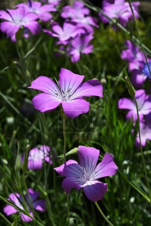 Agrostemma githago (berberechos de maíz) flores. Caryophyllaceae annual plants. Flores rosas florecen a principios de verano. En Europa, se trata como una mala hierba en los campos de trigo.