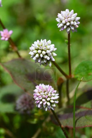 Photo for Persicaria capitata (Pink head knotweed) flowers. Polygonaceae perennial creeping plant native to the Himalayas. It blooms in clusters of pink flowers from early summer to autumn. - Royalty Free Image