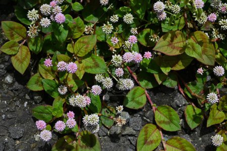  Blüten der Persicaria capitata (Rosenknospe). Die mehrjährige Kriechpflanze Polygonaceae stammt aus dem Himalaya. Sie blüht vom Frühsommer bis in den Herbst in Büscheln rosa Blüten..