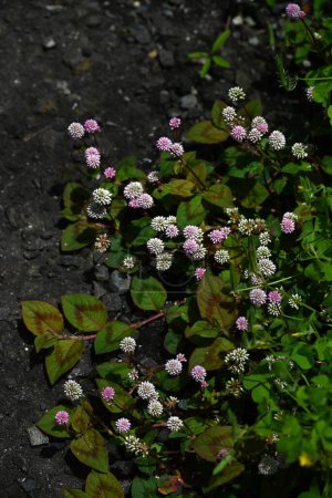  Blüten der Persicaria capitata (Rosenknospe). Die mehrjährige Kriechpflanze Polygonaceae stammt aus dem Himalaya. Sie blüht vom Frühsommer bis in den Herbst in Büscheln rosa Blüten..