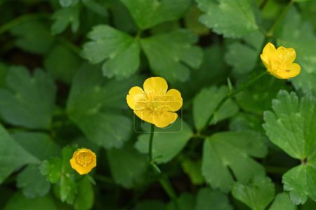  Japanese buttercup ( Ranunculus grandis )  flowers. Ranunculaceae perennial plants. Blooms shiny yellow flowers in early summer. It is a poisonous plant.