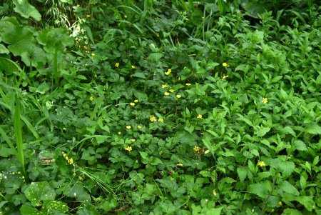  Japanese buttercup ( Ranunculus grandis )  flowers. Ranunculaceae perennial plants. Blooms shiny yellow flowers in early summer. It is a poisonous plant.