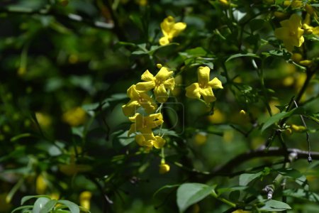 Jasminum fleurs humides (jasmin jaune). Oleaceae arbuste à feuilles persistantes originaire de l'Himalaya. Floraison de fleurs jaunes en forme d'entonnoir à cinq lobes de mai à juillet.