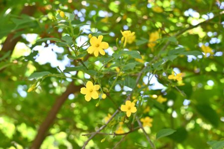 Jasminum humile (Gelber Jasmin) blüht. Oleaceae immergrüner Strauch aus dem Himalaya. Blüht fünflappig, trichterförmige gelbe Blüten von Mai bis Juli.
