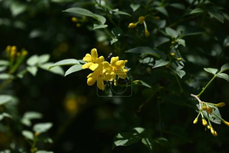 Flores de jazmín (jazmín amarillo). Oleaceae arbusto siempreverde nativo del Himalaya. Florece cinco lóbulos, flores amarillas en forma de embudo de mayo a julio.