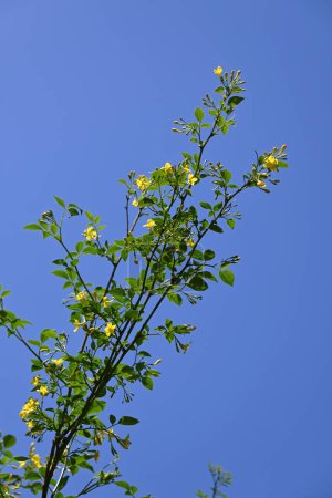Flores de jazmín (jazmín amarillo). Oleaceae arbusto siempreverde nativo del Himalaya. Florece cinco lóbulos, flores amarillas en forma de embudo de mayo a julio.