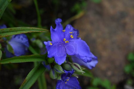 Tradescantia ohiensis (tradescantia ohiensis) fleurs. Commelinceae plantes vivaces à feuilles persistantes originaires d'Amérique du Nord. Fleurs violettes à trois pétales fleurissent de mai à juillet.