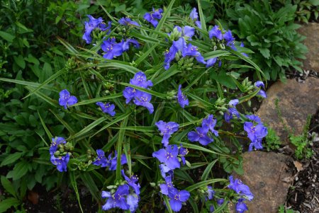 Tradescantia ohiensis (Common spiderwort) flowers. Commelinceae evergreen perennial plants native to North America. Purple three-petaled flowers bloom from May to July.