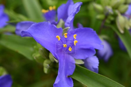 Tradescantia ohiensis (Gemeines Spinnenkraut) blüht. Commelinceae immergrüne mehrjährige Pflanzen aus Nordamerika. Lila dreiblättrige Blüten blühen von Mai bis Juli.