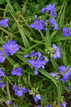 Tradescantia ohiensis (hierba araña común) flores. Commelinceae evergreen perennial plants native to North America. Flores púrpuras de tres pétalos florecen de mayo a julio.