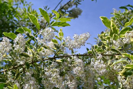  Ligustrum sinense (cornet chinois) fleurs. Oleaceae arbuste à feuilles persistantes. De nombreuses fleurs blanches parfumées fleurissent en panicules de mai à juin.