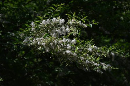  Ligustrum sinense (Chinese privet) flowers. Oleaceae evergreen shrub. Many fragrant white flowers bloom in panicles from May to June.