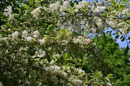  Ligustrum sinense (Chinese privet) flowers. Oleaceae evergreen shrub. Many fragrant white flowers bloom in panicles from May to June.