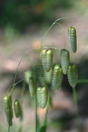 Zitterndes Gras (Briza maxima). Poaceae einjährige Pflanzen. Ovale Ähren hängen im Sommer von der Spitze des Stammes herab.