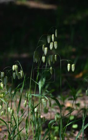 Hierba temblorosa (Briza máxima). Poaceae plantas anuales. Espiguillas ovaladas caen desde la parte superior del tallo en verano.