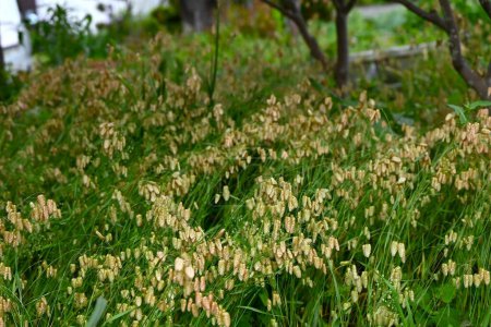 Hierba temblorosa (Briza máxima). Poaceae plantas anuales. Espiguillas ovaladas caen desde la parte superior del tallo en verano.